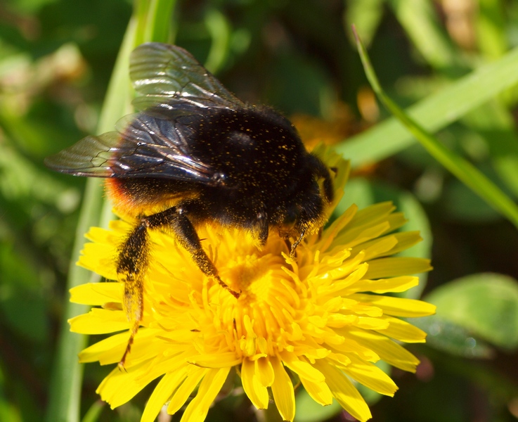 Apidae Bombus 2